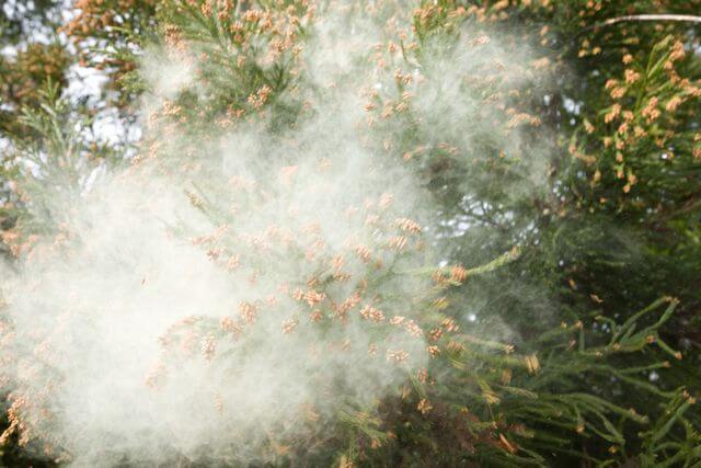 薬に頼らない 花粉症対策には 今話題の ハーブ がオススメ 40代 50代 中高年 ミドルシニア の転職求人from40